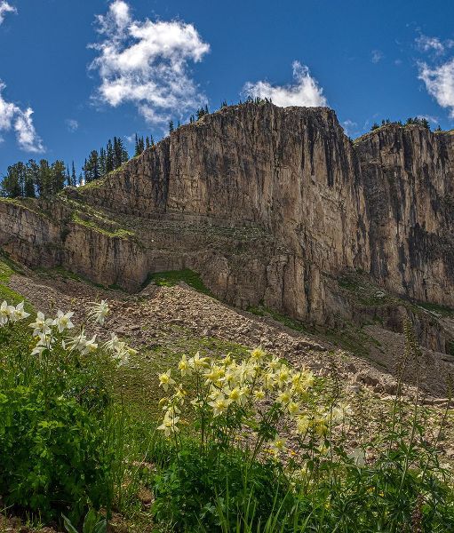 Garber, Howie 아티스트의 USA-Wyoming-Field of Columbine wildflowers-and mountain-Jedediah Smith Wilderness작품입니다.